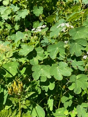 Tropaeolum tuberosum