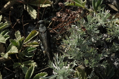 Bryodemella tuberculata