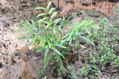Acrostichum speciosum