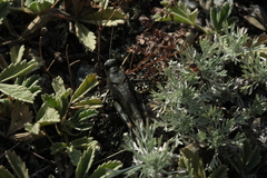 Bryodemella tuberculata