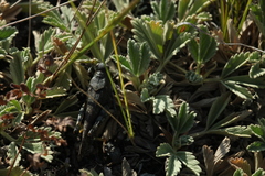 Bryodemella tuberculata