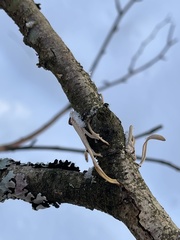 Macrotyphula contorta