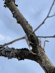 Macrotyphula contorta