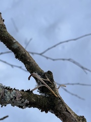 Macrotyphula contorta