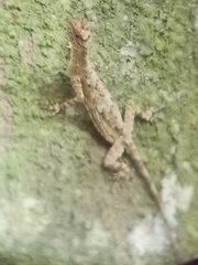 Draco blanfordii