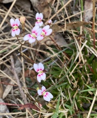 Stylidium caespitosum