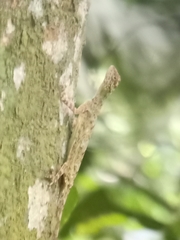 Draco blanfordii