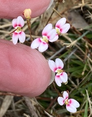 Stylidium caespitosum