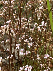 Stylidium caespitosum