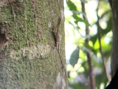 Draco blanfordii
