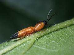 Melanoxanthus melanocephalus