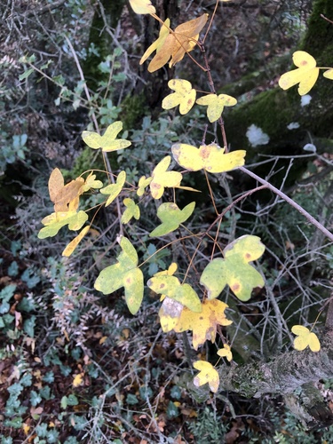 Acer monspessulanum