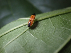 Melanoxanthus melanocephalus