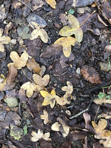 Acer monspessulanum