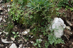 Scrophularia juratensis