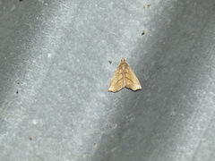 Chilozela trapeziana