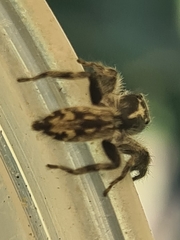 Ocrisiona melancholica