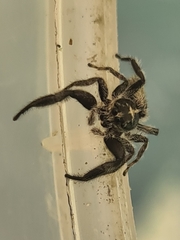 Ocrisiona melancholica
