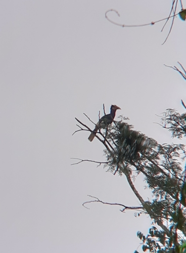 Brown-cheeked Hornbill