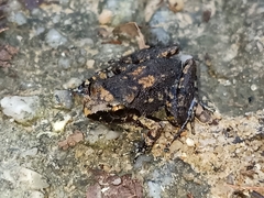 Limnonectes paramacrodon