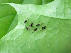 Periphyllus testudinaceus