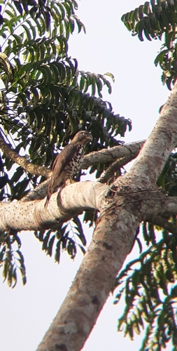 Congo Snake-Eagle