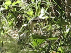 Macrovipera lebetinus