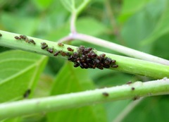 Periphyllus testudinaceus