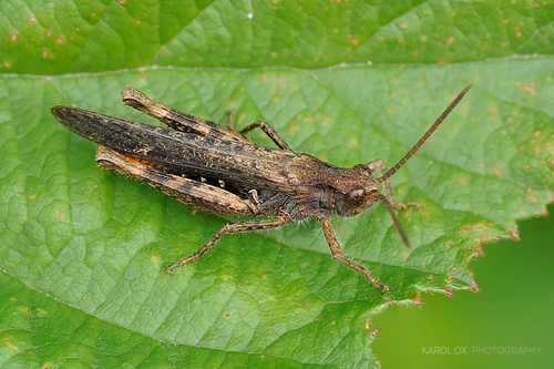 Dugokrili livadni skakavac (Chorthippus brunneus)
