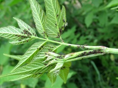 Periphyllus testudinaceus