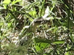 Macrovipera lebetinus