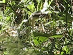 Macrovipera lebetinus