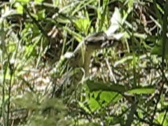 Macrovipera lebetinus