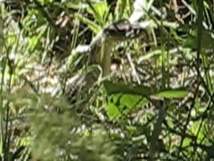 Macrovipera lebetinus