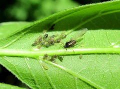 Periphyllus testudinaceus