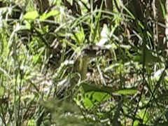 Macrovipera lebetinus