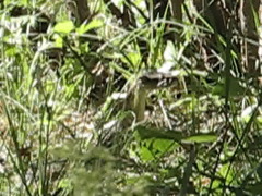 Macrovipera lebetinus