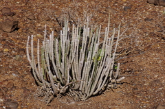 Ceropegia dichotoma subsp. dichotoma image