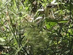 Macrovipera lebetinus