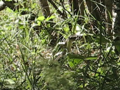 Macrovipera lebetinus