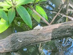 Telescopium telescopium