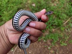Xenochrophis vittatus