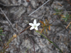 Orianthera campanulata
