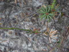 Orianthera campanulata