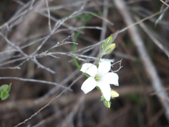 Orianthera campanulata