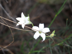 Orianthera campanulata
