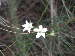 Orianthera campanulata