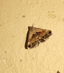 Acantholipes trajecta