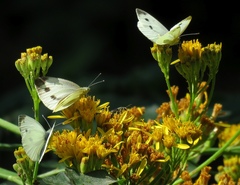 Jacobaea othonnae