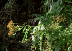 Jacobaea othonnae